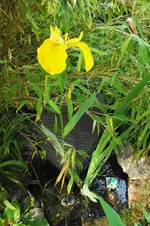 DSCF1363 (2).webp