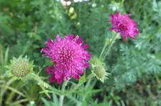 purpur-witwenblume.webp