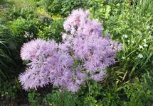 wiesenraute.webp