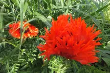 DSCF1360.webp