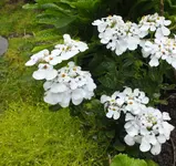 DSCF1386 (2).webp