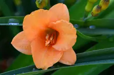 pixieparasol1.webp