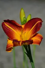 unbekannt3.webp