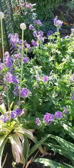 Gartenblumen 013.webp