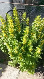 Gartenblumen 010.webp