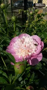 Gartenblumen 011.webp
