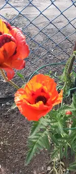 Gartenblumen 012.webp