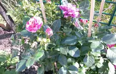 Gartenblumen 014.webp