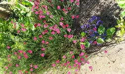 Gartenblumen 015.webp