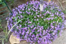 Gartenblumen 017.webp