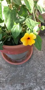 Gartenblumen 016.webp