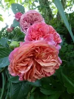 P1410853.webp P1410853.webp