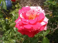 Papageno Makro2.webp