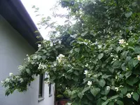 Bauernjasmin.webp