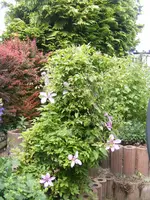 Clematisbaum.webp