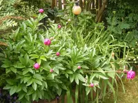 Pfingstrosen3.webp