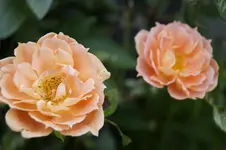 _DSC8350.webp