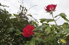 _DSC8355.webp