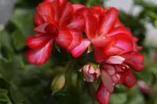 _DSC8389.webp
