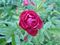 P1410845.webp