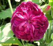 IMG_4979.webp