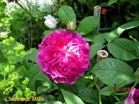 IMG_4985.webp