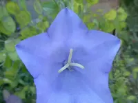 P1420130.webp