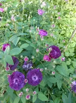 P1420161.webp