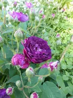 P1420163.webp