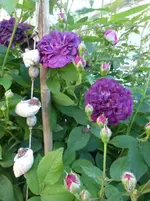 P1420179.webp