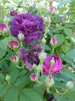 P1420180.webp