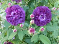 P1420162.webp