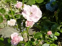 Rose_Bonica_82.webp