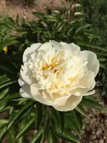 image.webp
