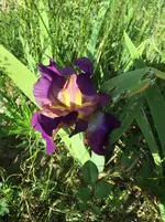 image.webp
