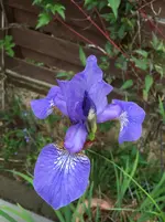 image.webp