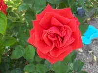 01 Rose.webp