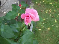 02 Rose.webp