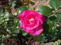 03 Rose.webp