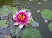 04 Seerose.webp