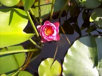 05 Seerose.webp