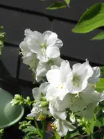 032_720x960.webp