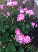 image.webp