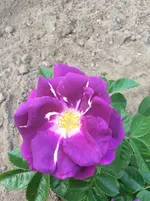 image.webp