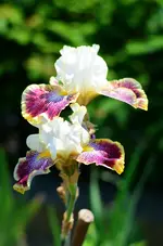 50.webp