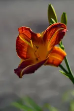 51.webp