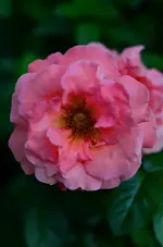 52.webp