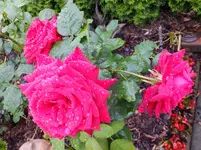 DSCF9190.webp