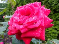 DSCF9193.webp
