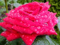 DSCF9196.webp